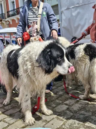 Two fluffy black-and-white rescue dogs being petted by visitors at the maritime festival in Sète