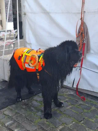 Black Newfoundland dog in an orange rescue vest beside a tent at the festival in Sète