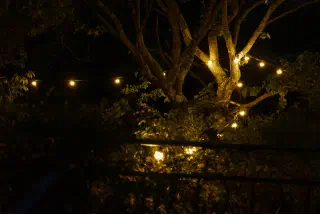Night: a string of warm bulbs strung through the branches of a tree above the bushes by the railing