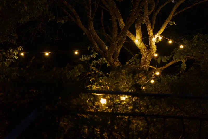 Night: a string of warm bulbs strung through the branches of a tree above the bushes by the railing