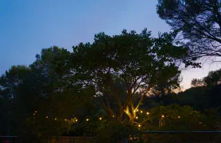 String lights in the crown of a large tree against a deep blue evening sky, pines all around