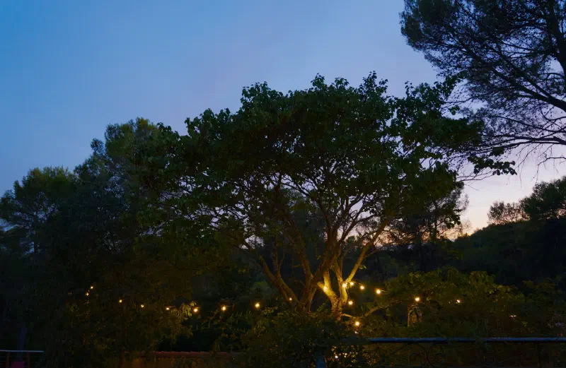 String lights in the crown of a large tree against a deep blue evening sky, pines all around