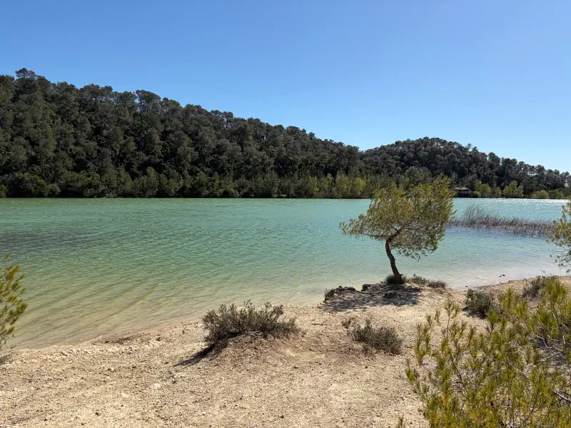 Turquoise water of Lac de Cécélès with a lone pine on the sandy shore and forest all around