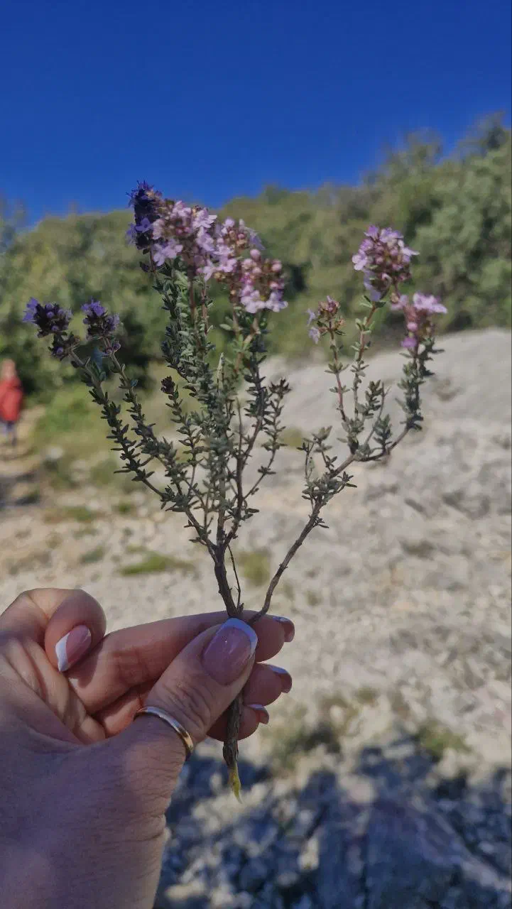 Hand holding a sprig of wild thyme in bloom, with a rocky trail blurred in the background