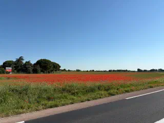 Field of red poppies in bloom beside the road