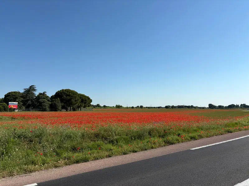 Field of red poppies in bloom beside the road