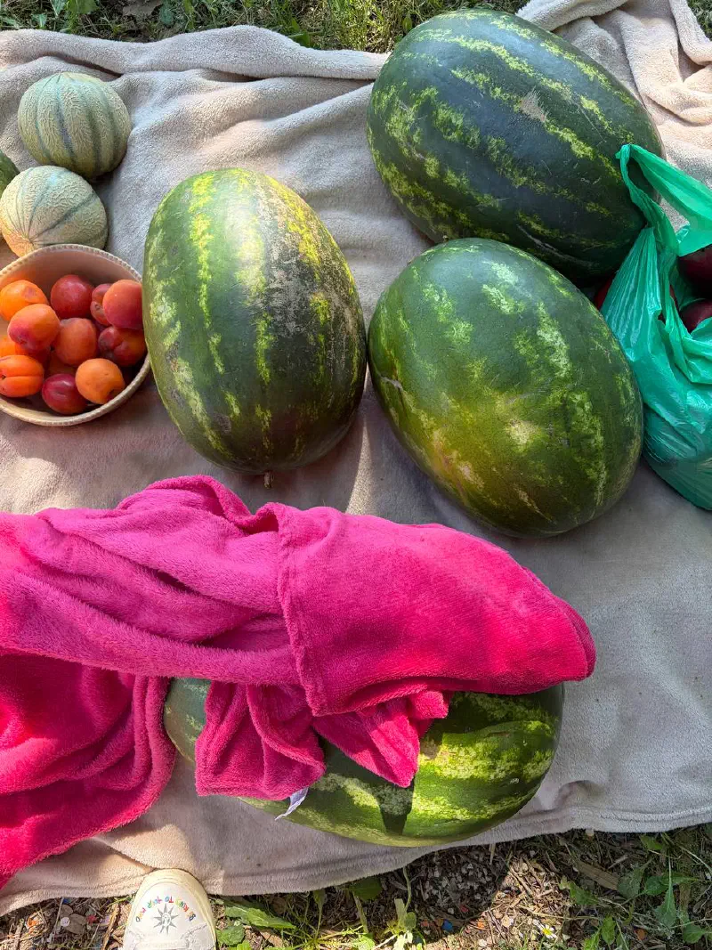 Watermelons, melons and a bowl of apricots and plums on a blanket in the shade
